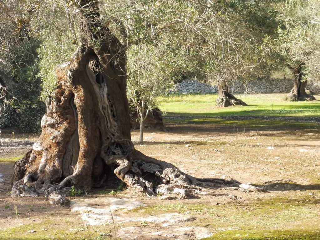 Masseria Bagnara Resort & Spa マリーナ・ディ・リッツァーノ エクステリア 写真